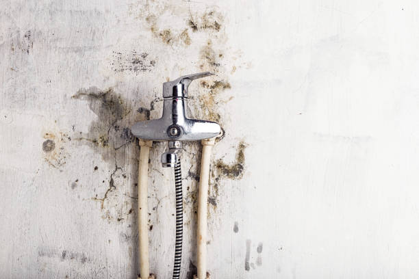 Best Mold Testing  in Edgewood, TX
