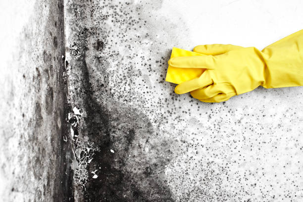 Best Residential Mold Removal  in Edgewood, TX