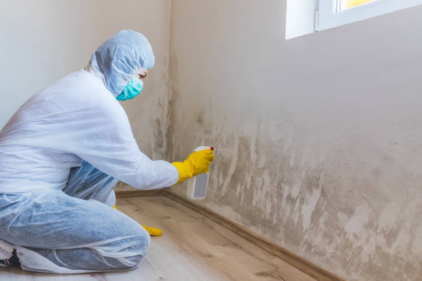 Best Attic Mold Removal  in Edgewood, TX
