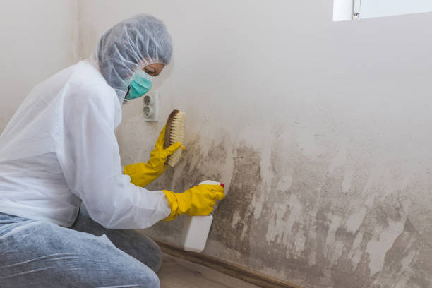 Best Home Mold Removal  in Edgewood, TX