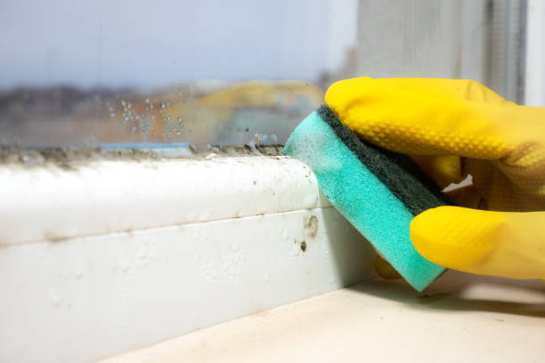 Best Mold Testing  in Edgewood, TX