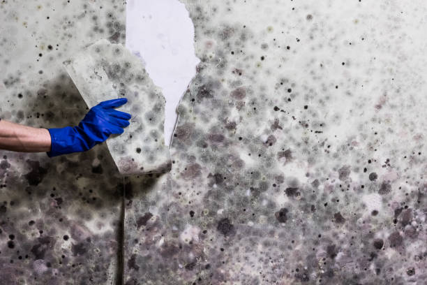 Best Emergency Mold Removal  in Edgewood, TX